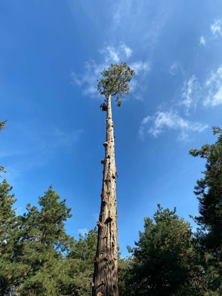 entretien jardin à l'année calvados : élagage