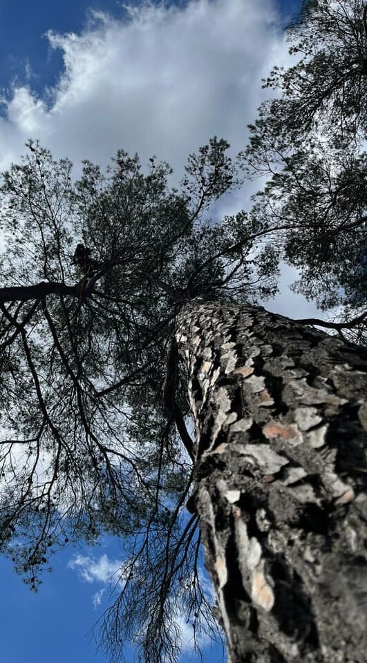 nature concept : élagage arbres calvados