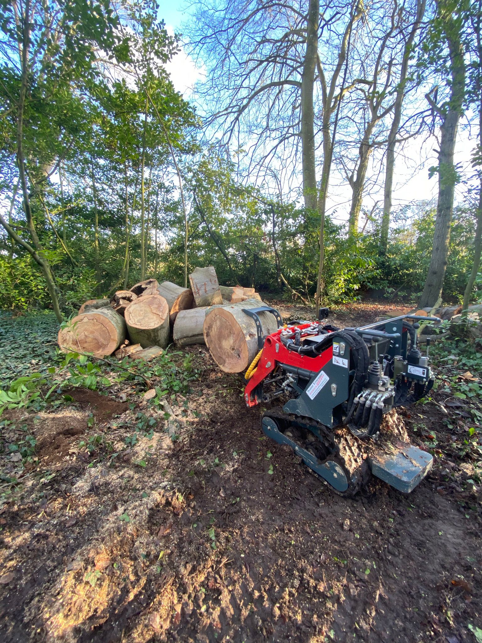 entreprise paysagiste calvados : abattage visuel 2