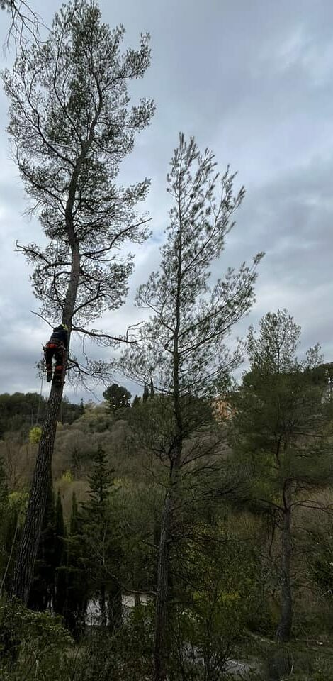 entreprise paysagiste douvres : visuel elagage