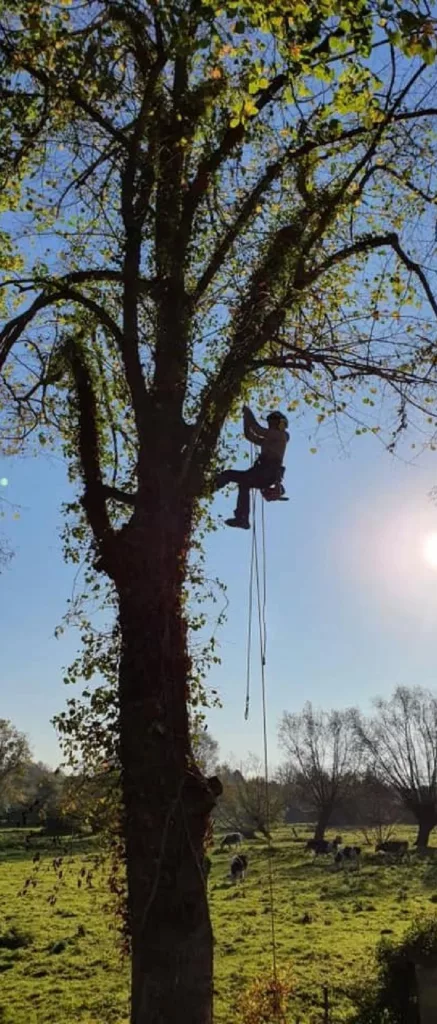 élagage arbres calvados